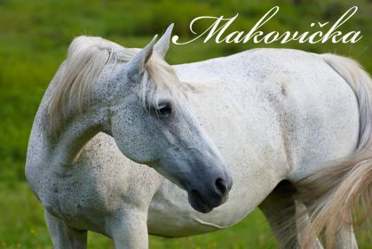 Klikni pre vstup a dozvieš sa viac o živote Makovičky